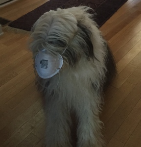 My pup didn't tolerate the mask very long.  